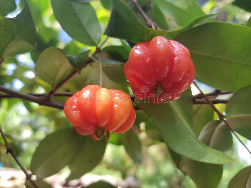 Lankan Cherry Food Image Stock Photos Free & RoyaltyFree Stock
