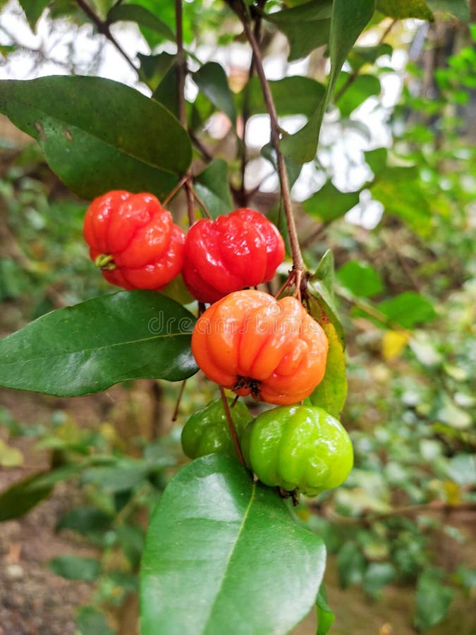 Sri lankan cherry foto de archivo. Imagen de baya, cereza 240142454