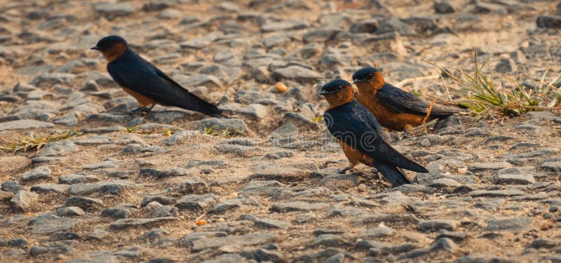 Soldado Generosidad escocés Sri Lankan Degüello Pájaros Encaramados En La Carretera Por La Tarde Buscar  Comida Foto de archivo - Imagen de perfilando, tragos: 214618890