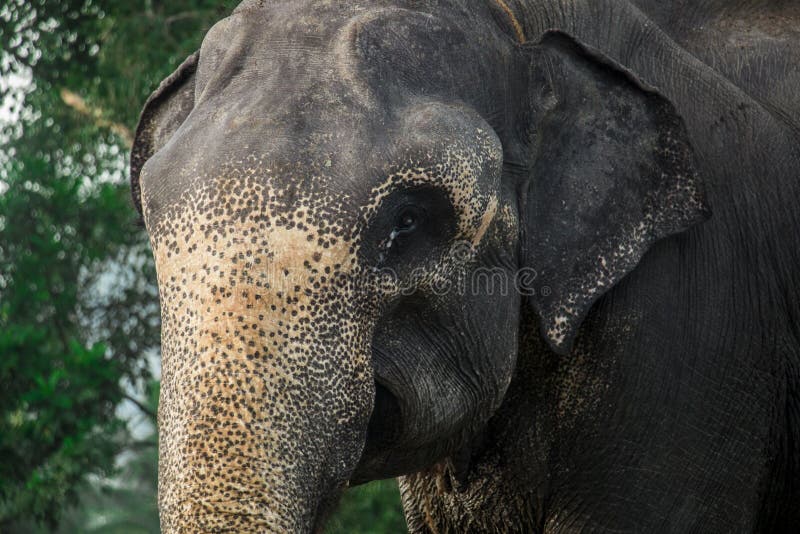 The Male of Sri Lankan elephant stock images The Male of Sri Lankan elephant stock images