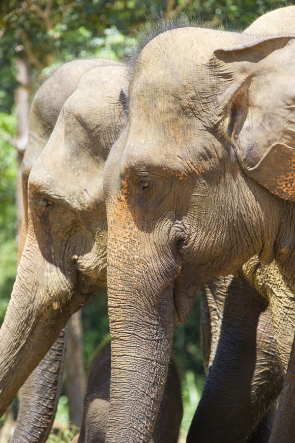 Sri Lankan Elephants