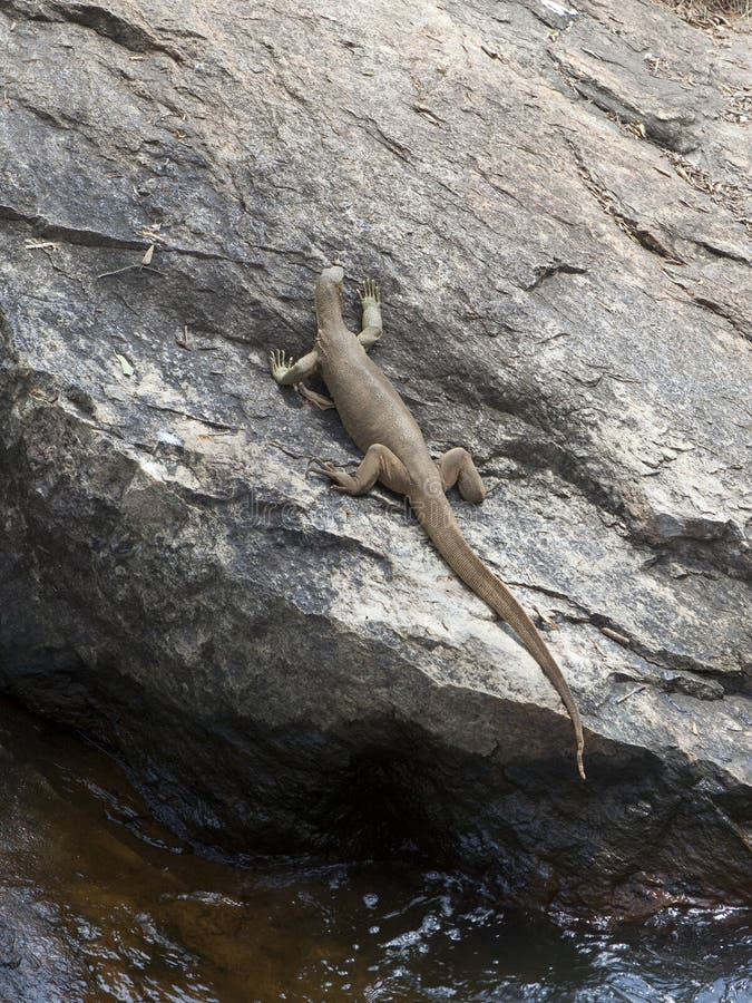 Sri lankan land monitor lizard royalty free stock photography Sri lankan land monitor lizard royalty free stock photography