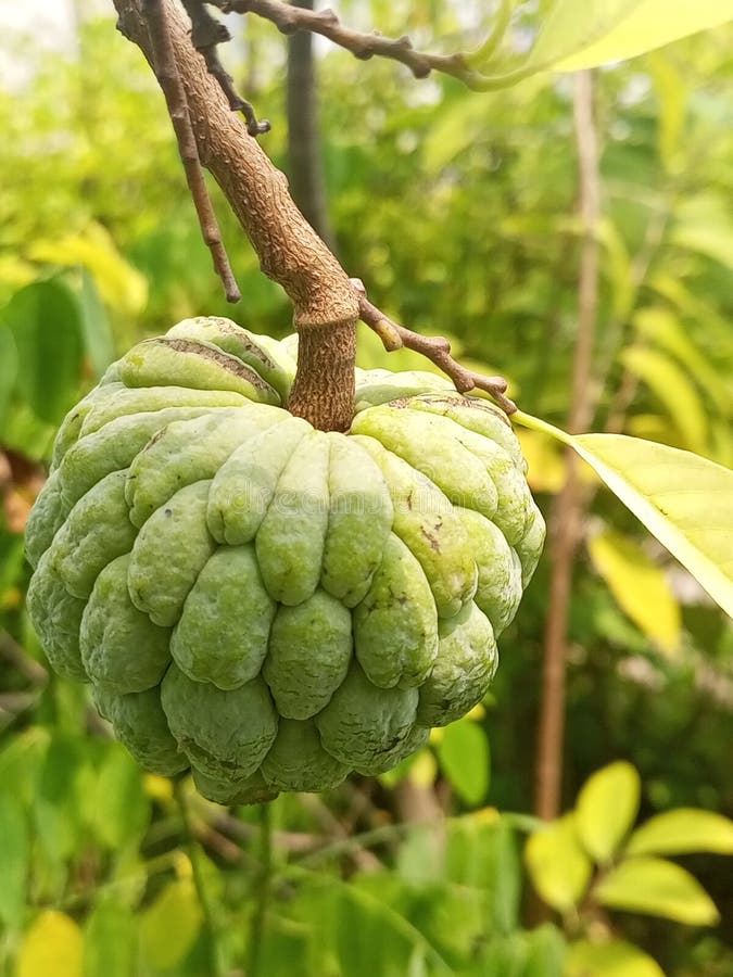 Srikaya Fruit, Jackfruit Landa is Rich in Vitamin C Stock Photo Image