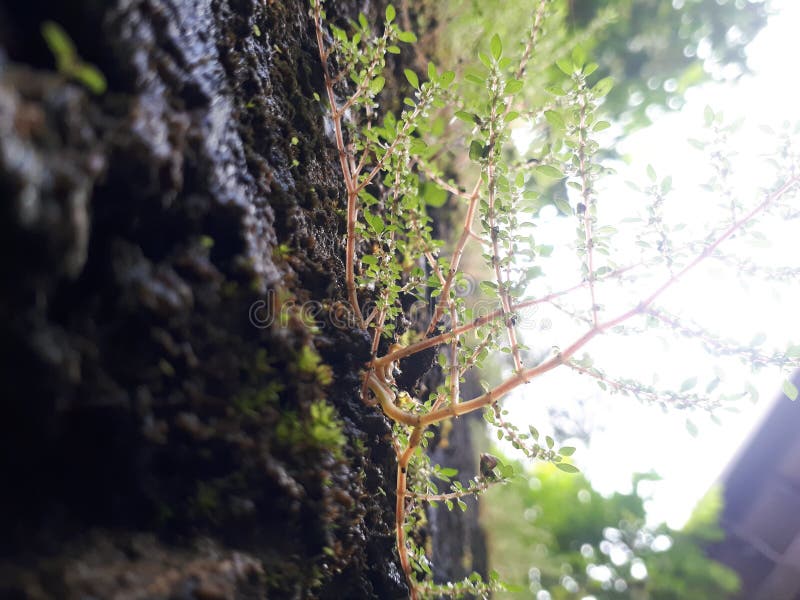 Srilanka Small Aquatic Plant Stock Photo Image of jungle, forest