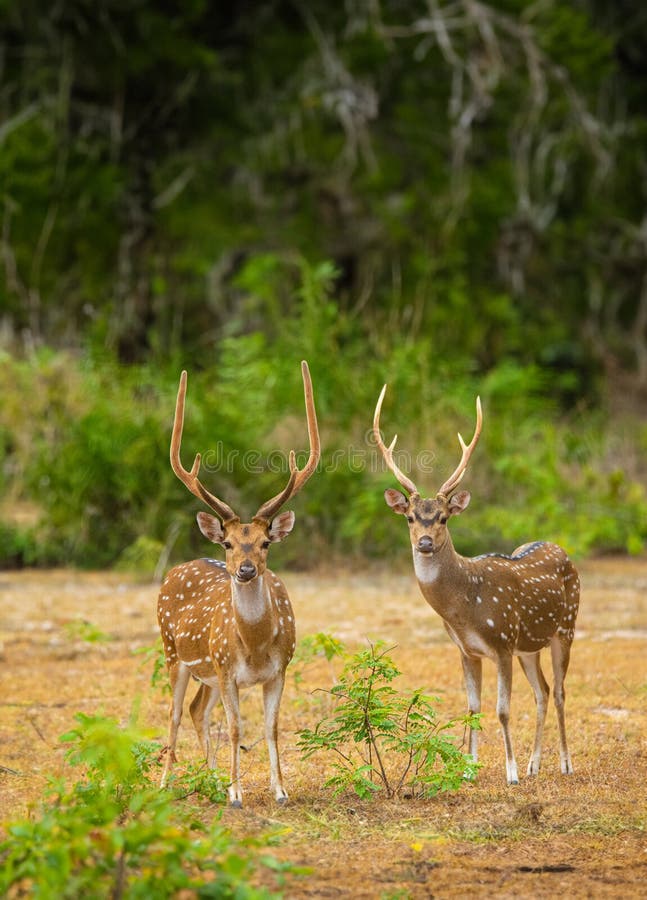 The Sri Lankan axis deer or Ceylon spotted deer is a subspecies of axis deer that inhabits only Sri Lanka. The name chital is not used in Sri Lanka. Its validity is disputed, and some maintain that the axis deer is monotypic. The Sri Lankan axis deer or Ceylon spotted deer is a subspecies of axis deer that inhabits only Sri Lanka. The name chital is not used in Sri Lanka. Its validity is disputed, and some maintain that the axis deer is monotypic.