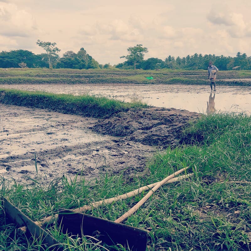 Srilankan Paddy Fields Preparation Editorial Photo Image of prepara