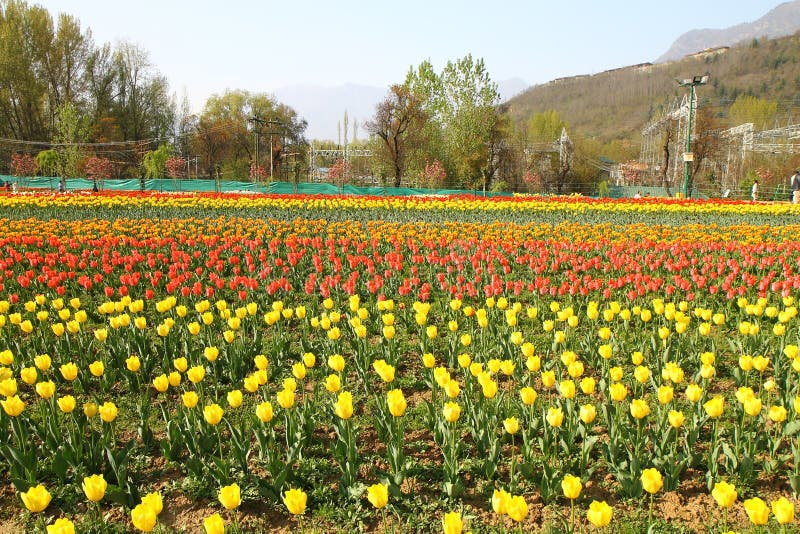 SRINAGAR, INDIEN im April 2017: Schöne bunte Tulpen in Tulip Festival stockbild SRINAGAR, INDIEN im April 2017: Schöne bunte Tulpen in Tulip Festival stockbild