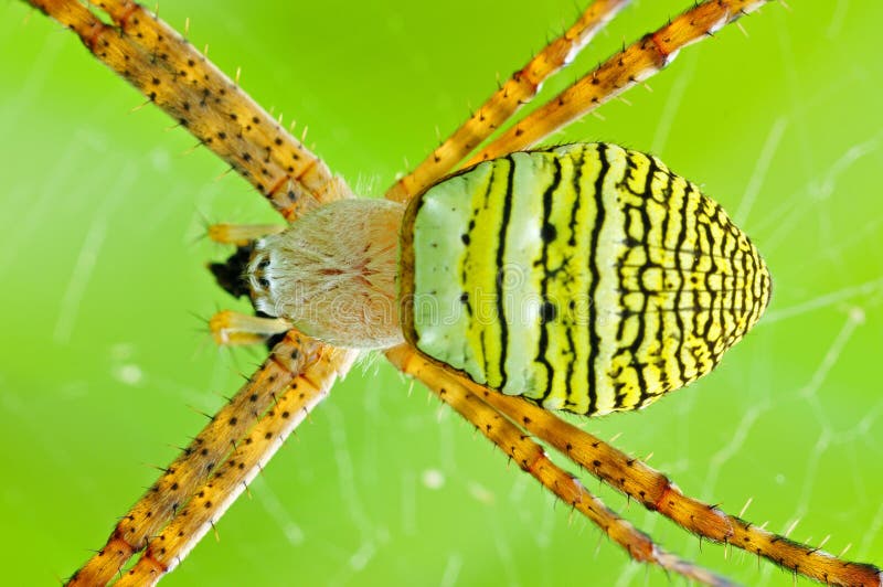 St. Andrew cross spider