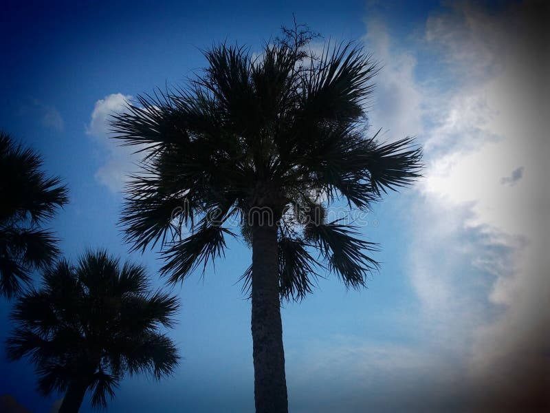 ST. Augustine Palm tree stock image. Image of florida 93984245
