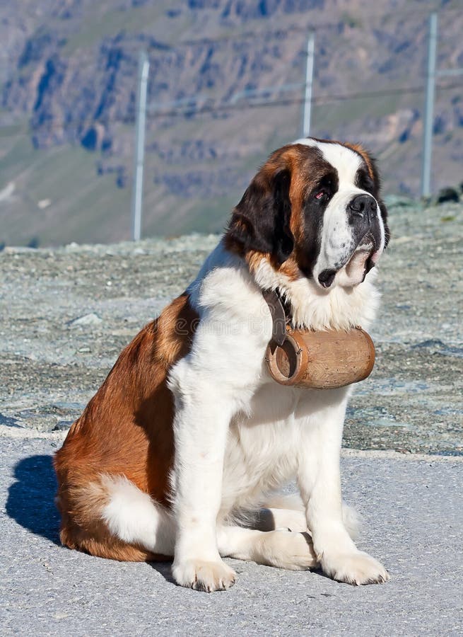 St. Bernard Dog