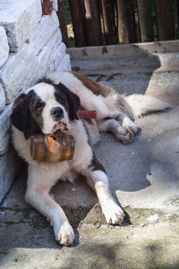 709 Dog Barrel Stock Photos - Free & Royalty-Free Stock Photos from Dreamstime 709 Dog Barrel Stock Photos - Free & Royalty-Free Stock Photos from Dreamstime