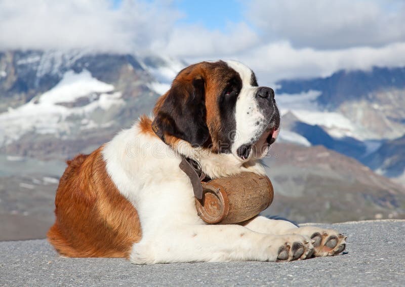 St. Bernard Dog