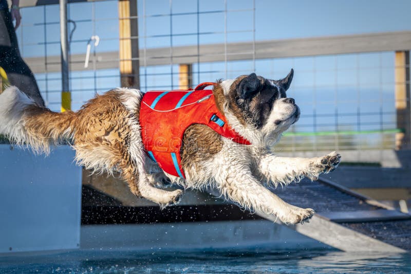 St. Bernard in a life vest jumping into a swimming pool