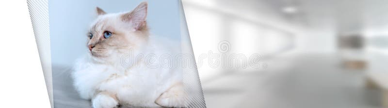 St?ende av den h?rliga sakrala katten av burma; panorama- baner arkivfoton St?ende av den h?rliga sakrala katten av burma; panorama- baner arkivfoton