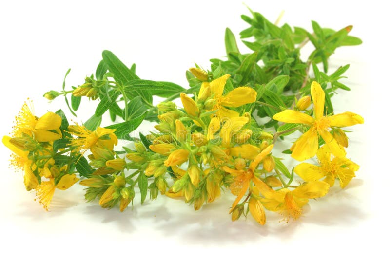 St. John s wort