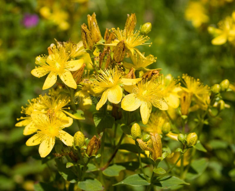 St. John s Wort stock photo. Image of glade, field, medicative 15665168
