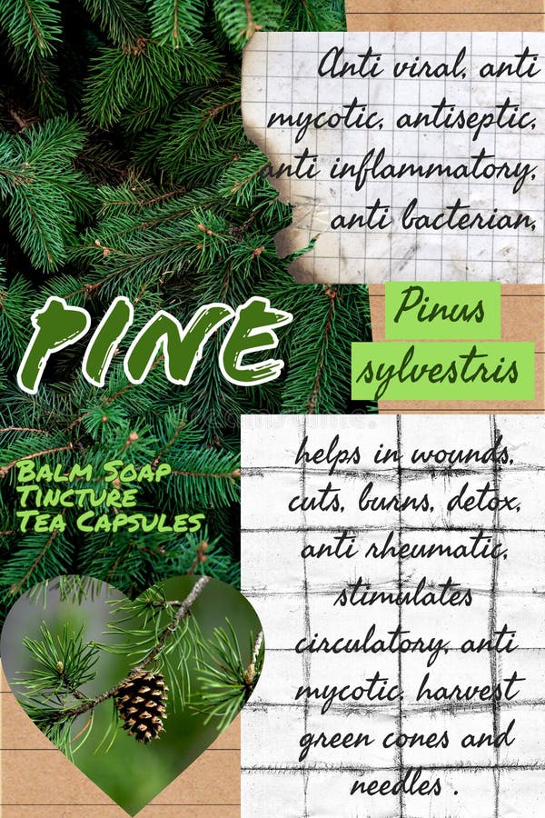 Pine Herbalist Notebook Page Idea Stock Photo Image of page