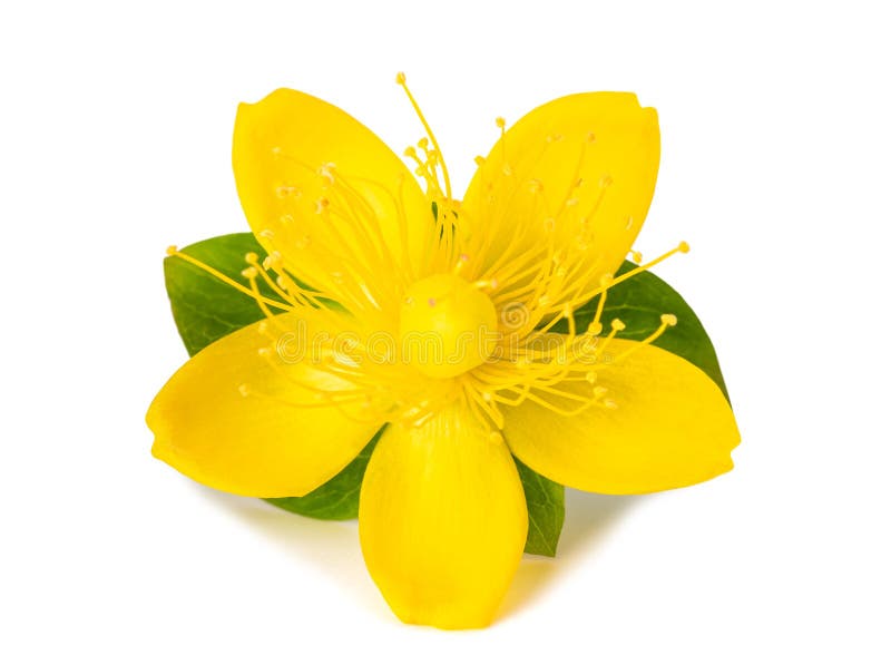 St. John`s wort stock image. Image of flowers, isolated 241409029