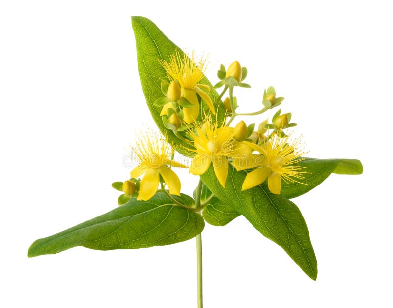 St. John`s wort stock image. Image of johnswort, isolated 242462961