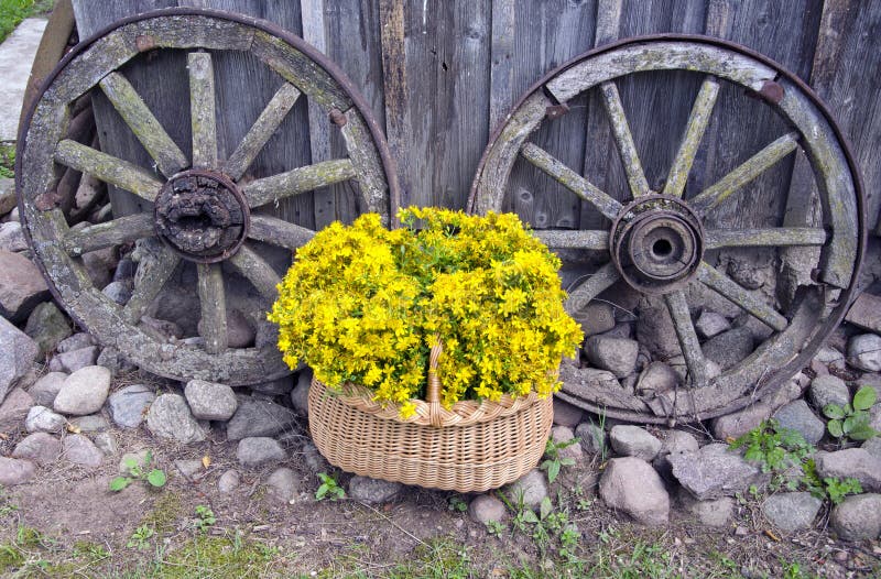 St Johns wort medical flowers in basket and old carriage wheels