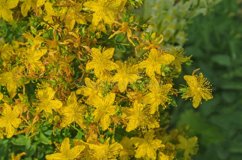 St Johns wort plant stock image. Image of herb, green 85968367