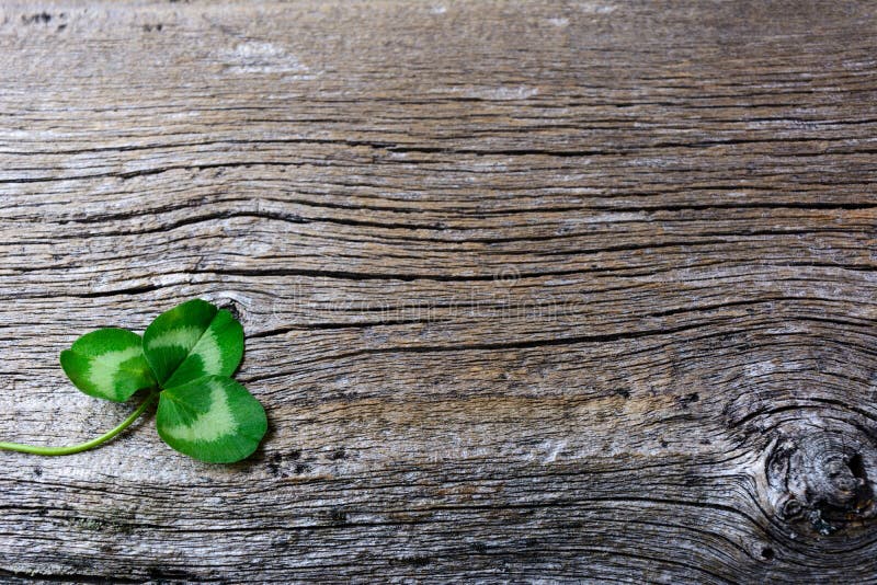 St. Patrick day greeting card with three-leaves clover Irish festival symbol. Shamrock on old wooden background. Copy space.