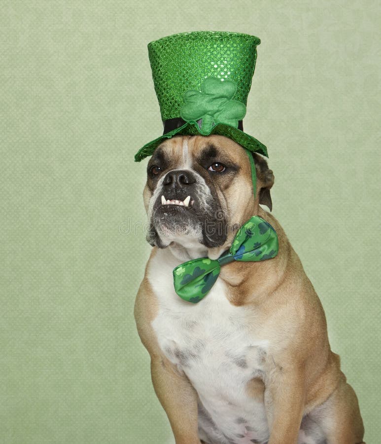 St. Patrick's Day Bulldog Portrait