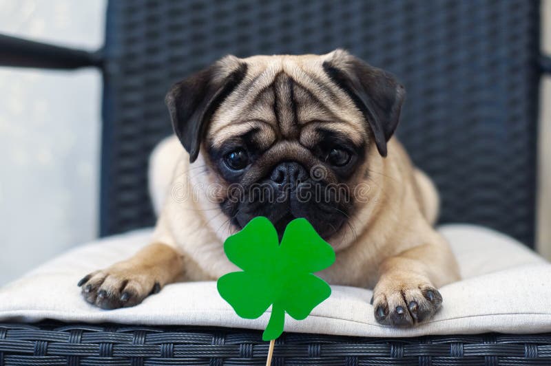 480 St Patrick s Day Dog Stock Photos Free Royalty Free Stock