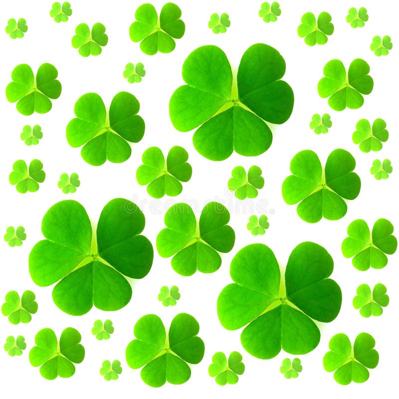 St. Patrick`s day. Isolated clover leaves on white background