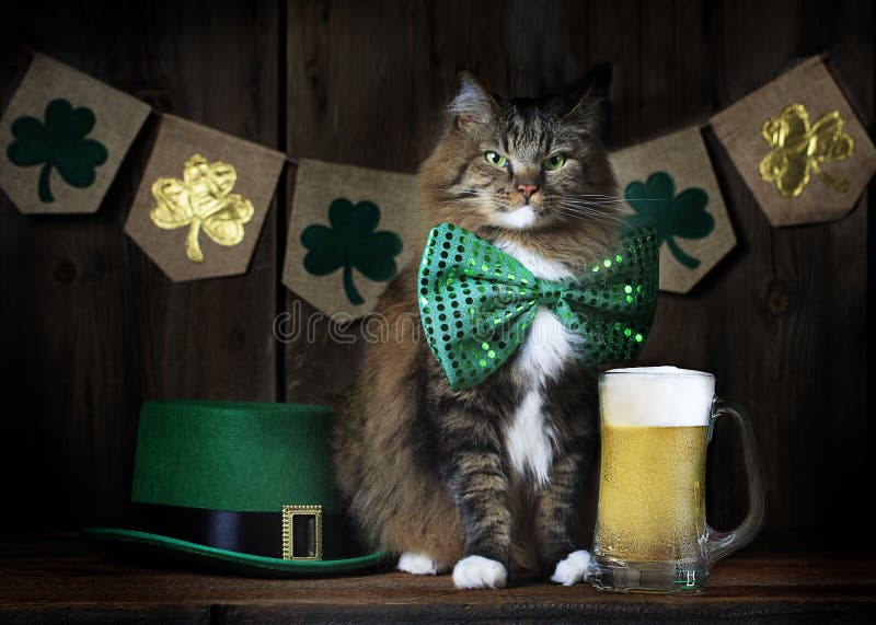 St Patrick ` s dnia kot z piwem zdjęcia royalty free St Patrick ` s dnia kot z piwem zdjęcia royalty free