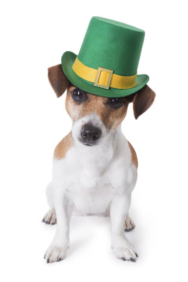 St.Patrick's Dog