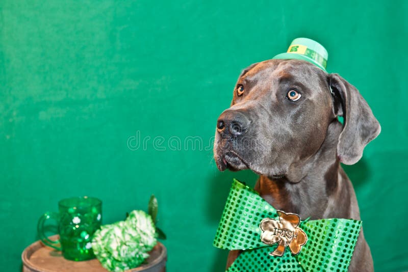St. Patricks Day Dog