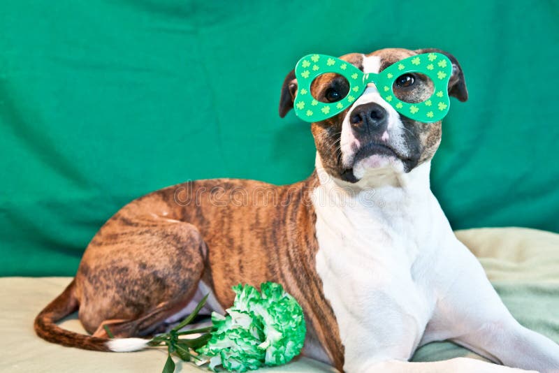St. Patrick s Day Dog stock photo. Image of celebration - 18809932