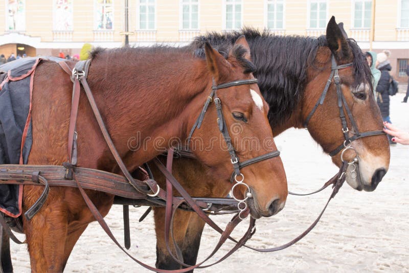 St Petersburg, Rosja, Styczeń 2, 2019 Dwa koń jazdy turysty na pałac kwadracie zdjęcia stock St Petersburg, Rosja, Styczeń 2, 2019 Dwa koń jazdy turysty na pałac kwadracie zdjęcia stock