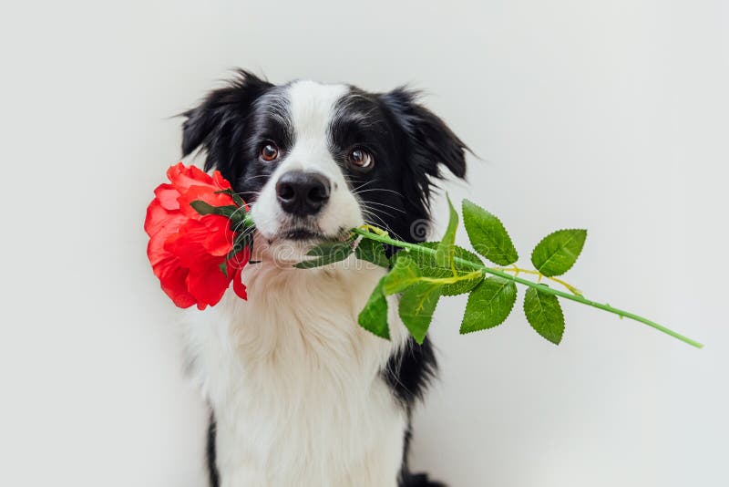 957 Funny Puppy Red Rose Stock Photos - Free & Royalty-Free Stock Photos from Dreamstime 957 Funny Puppy Red Rose Stock Photos - Free & Royalty-Free Stock Photos from Dreamstime