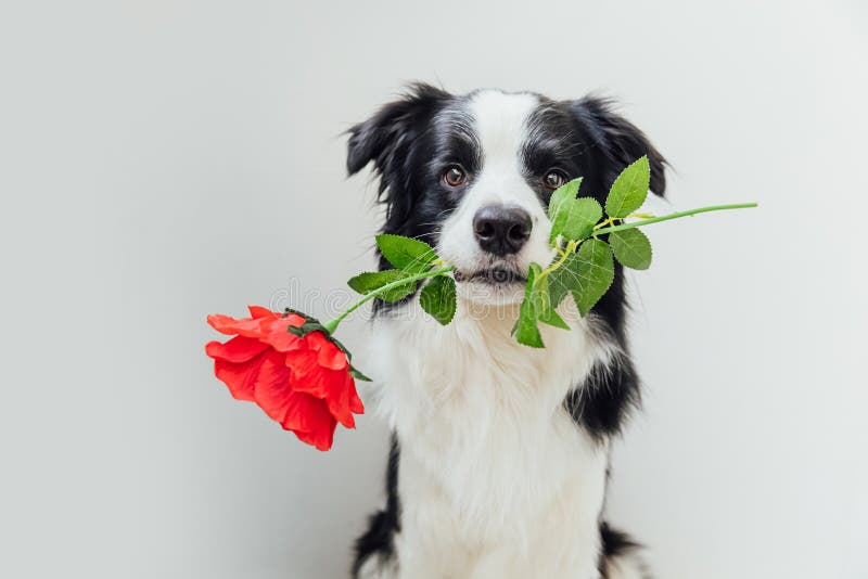 957 Funny Puppy Red Rose Stock Photos - Free & Royalty-Free Stock Photos from Dreamstime 957 Funny Puppy Red Rose Stock Photos - Free & Royalty-Free Stock Photos from Dreamstime