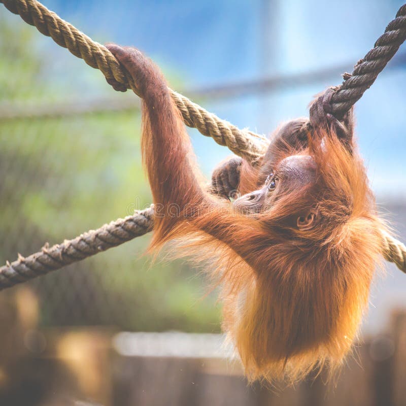 Staar van een orangoetanbaby, die op dikke kabel hangen De een weinig grote aap gaat een alpha- mannetje zijn Mens zoals aapwelp stock foto's Staar van een orangoetanbaby, die op dikke kabel hangen De een weinig grote aap gaat een alpha- mannetje zijn Mens zoals aapwelp stock foto's
