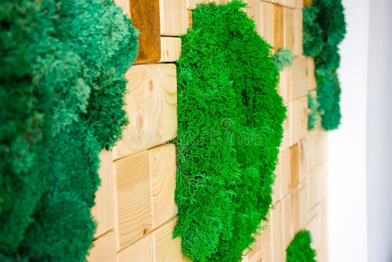 Stabilized green moss on the wall surrounded by wood bricks in the interior. Preserved moss wall art and the use of elements of na