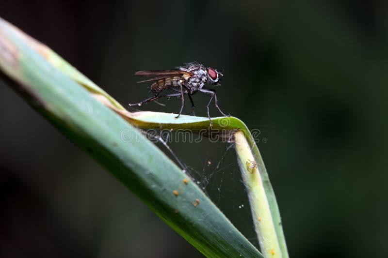 Stable Fly on a Web Covered Green Leaf. Stable Fly on a Web Covered Green Leaf