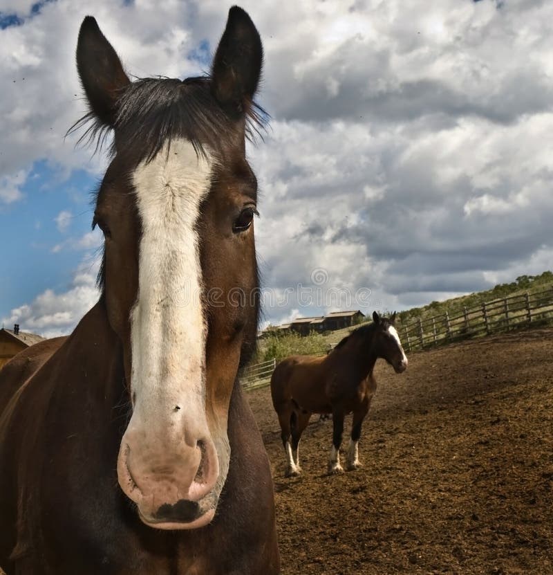 Stable horses big and small