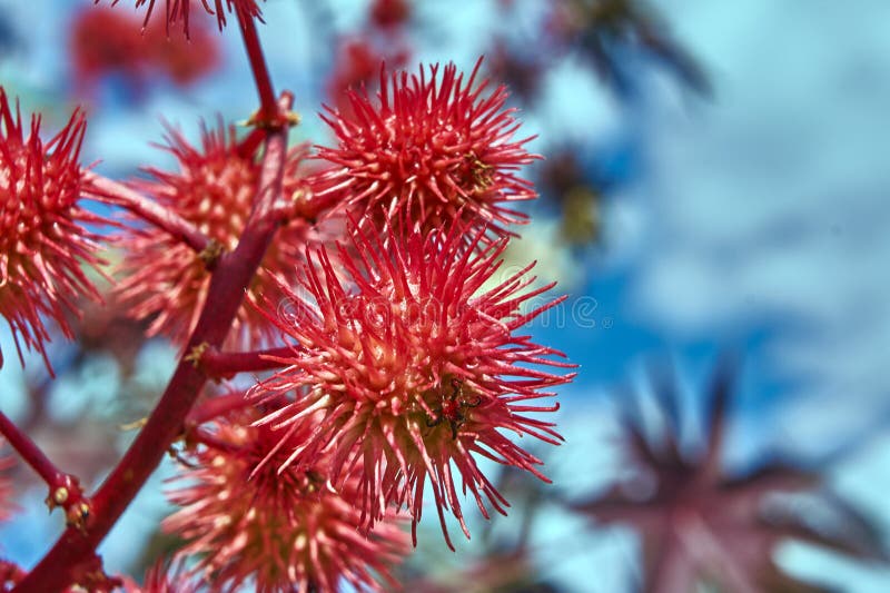 Stachelige Frucht Auf Dem Baum Stockfoto - Bild von insel, baum: 80381554