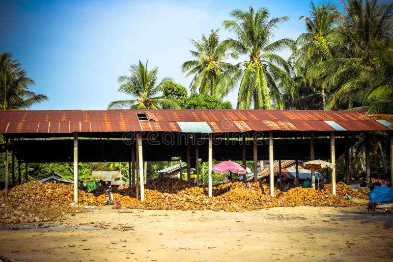 Stack of the Coconuts in Farm for Coconut Oil Editorial Photography