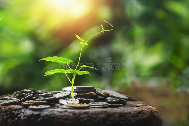 Stack Coins with Plant Growth As Steps the Concept of Business Growth