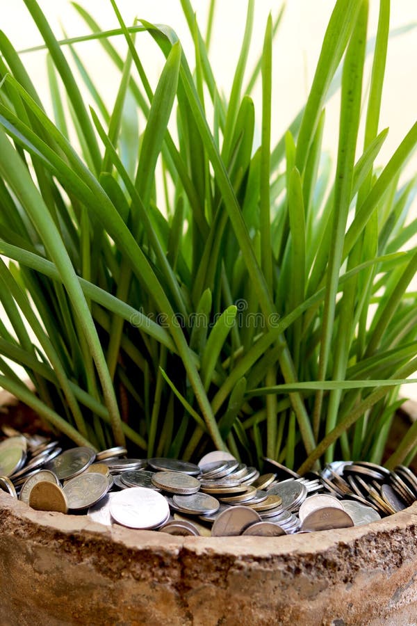 Stack of Currency Coin in Flower Pot with Green Leaf Plant Stock Image