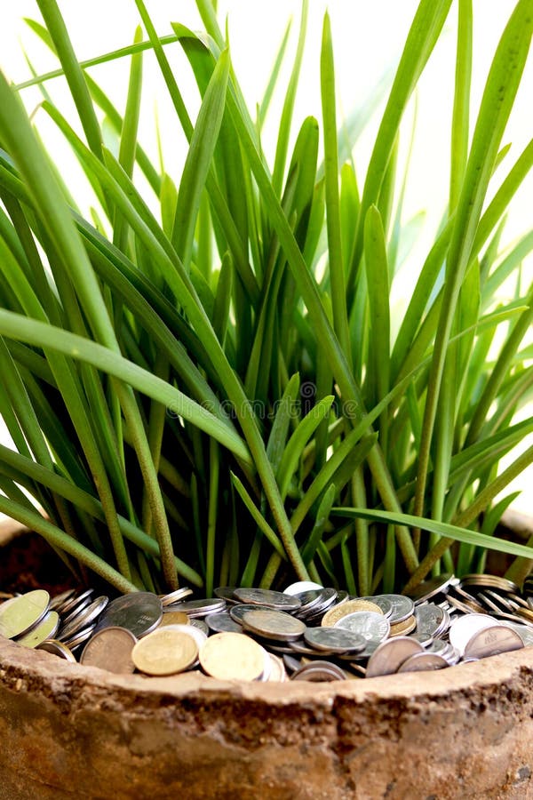Stack of Currency Coin in Flower Pot with Green Leaf Plant Stock Image