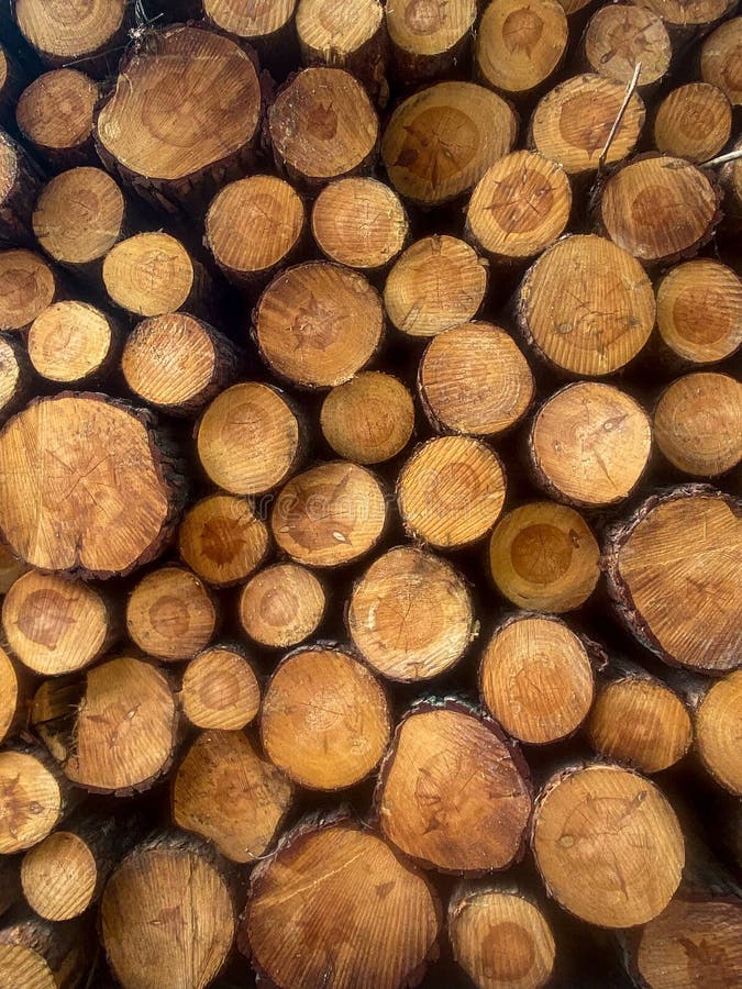 Stack of Cut Pine Logs royalty free stock image
