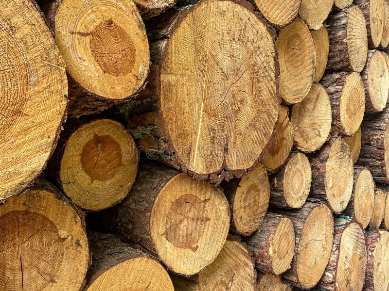 Stack of Cut Pine Logs royalty free stock photo