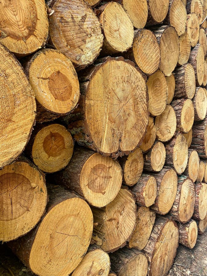 Stack of Cut Pine Logs royalty free stock images