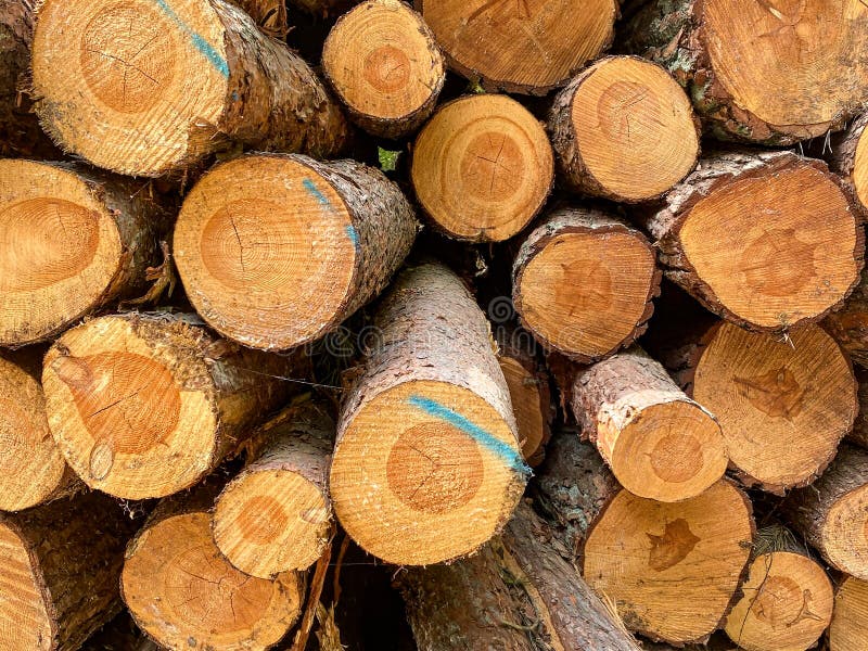 Stack of Cut Pine Logs royalty free stock photo