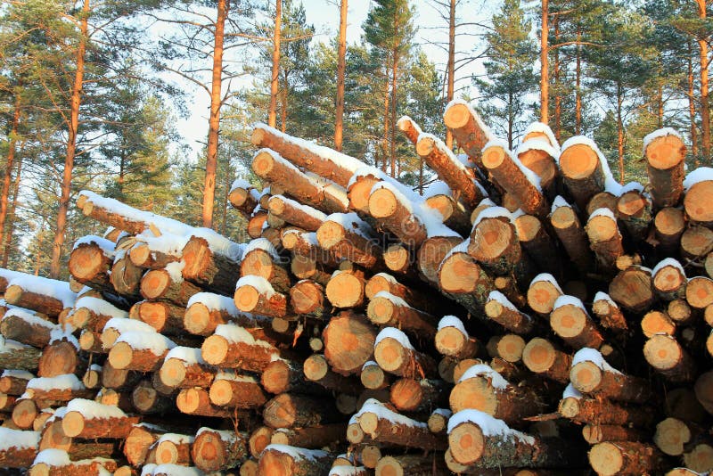 Stack of Cut Pine Logs in Winter Pine Forest royalty free stock photography